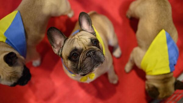 Salón canino reabre en Inglaterra sin participantes rusos - Mascotas - ABC Color