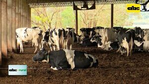 Orégano en vacas para mitigar gases de efecto invernadero - ABC Rural - ABC Color