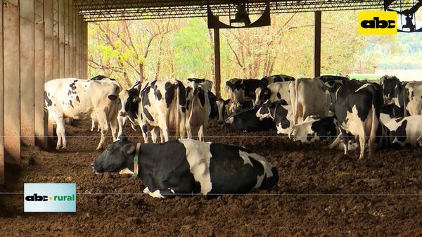 Orégano en vacas para mitigar gases de efecto invernadero - ABC Rural - ABC Color