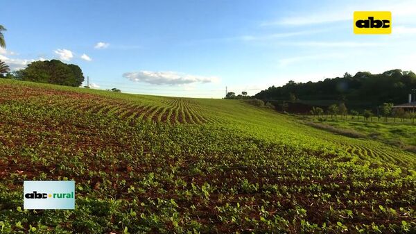 Bayer estuvo en Agrodinámica y preparan lanzamiento de Intacta 2 - ABC Rural - ABC Color