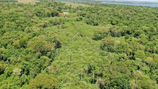 Tras depredación en Puerto Indio, vuelve a verse lo verde