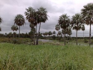 Lluvia de bonanza: Importantes precipitaciones en el Chaco