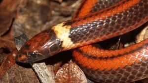 Una serpiente Phalotris, única en el mundo, es descubierta en Paraguay