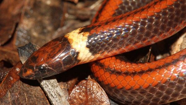 Una serpiente Phalotris, única en el mundo, es descubierta en Paraguay