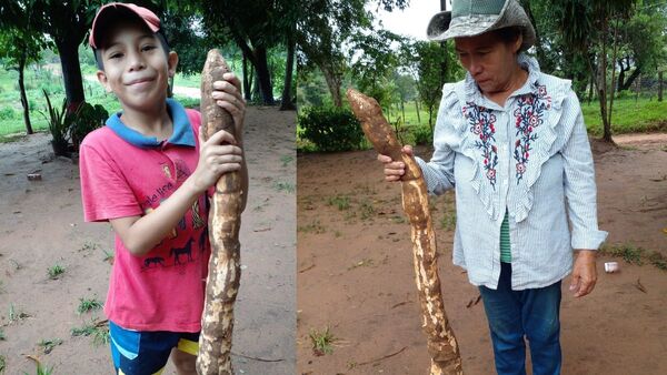 Aprovechó la lluvia para cosechar mandioca y le salió una de 14 kilos