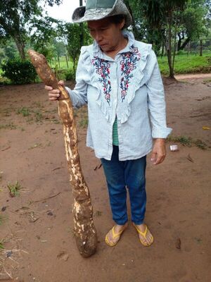Aprovechó la lluvia para cosechar mandioca y le salió una de 14 kilos