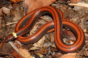 La única serpiente Phalotris es descubierta en Paraguay - La Clave