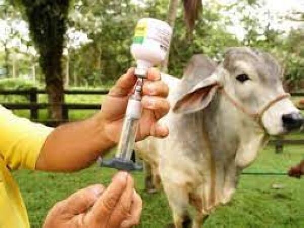 Senacsa extiende el periodo de vacunación contra la fiebre aftosa y brucelosis