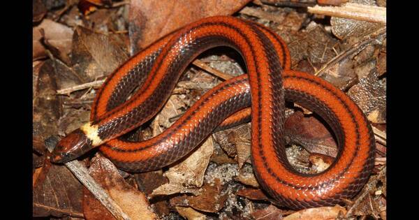 La Nación / Hallan en Paraguay una nueva especie de serpiente Phalotris, desconocida para la ciencia