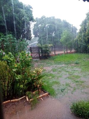Primera buena lluvia general que riega el campo, tras la larga sequía - Nacionales - ABC Color