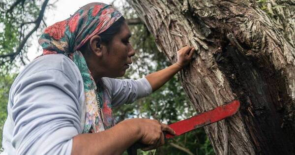 La Nación / Mujeres del Chaco gestan el desarrollo sustentable