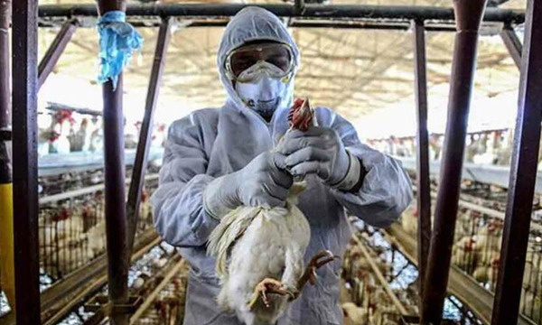 Sacrificaran millones de animales por gripe aviar en Francia - OviedoPress