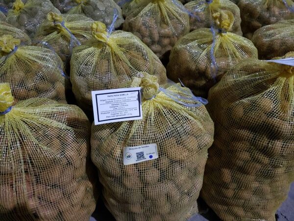Senave certificó por primera vez un lote de papa semilla de producción nacional
