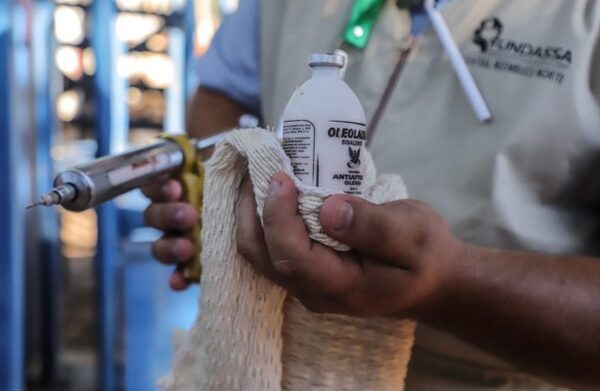 Senacsa extiende el periodo de vacunación contra la fiebre aftosa y brucelosis
