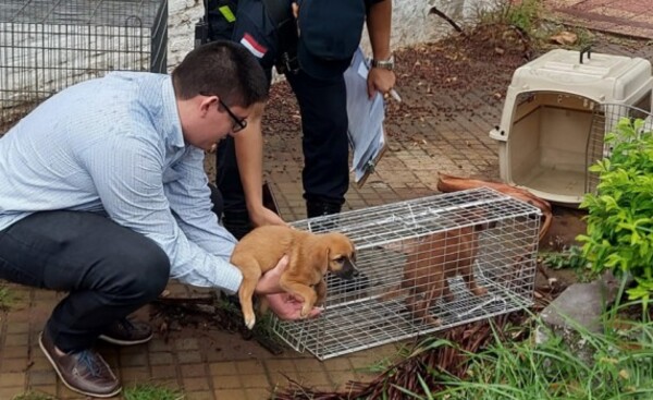 Rescatan 13 perros en estado de abandono durante allanamiento