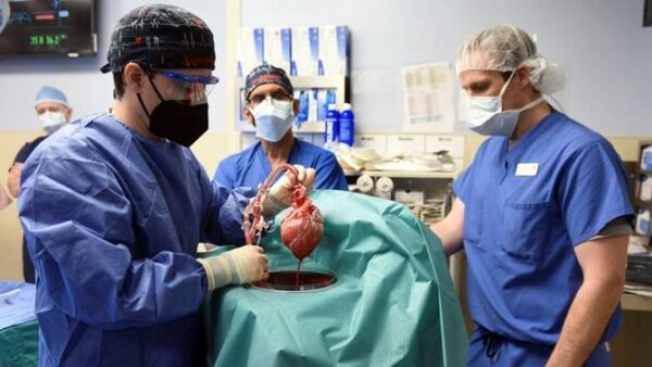Muere el primer paciente que recibió trasplante de corazón de cerdo