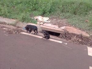 Alarmante aumento de abandono de animales en Encarnación