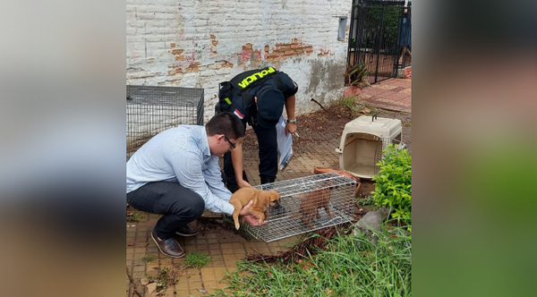 Diario HOY | Allanan casa tras denuncia de supuesto maltrato animal y rescatan a 13 perros