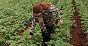 La Nación / Productores de Cordillera logran certificar por primera vez papa semilla nacional