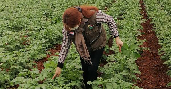 La Nación / Productores de Cordillera logran certificar por primera vez papa semilla nacional