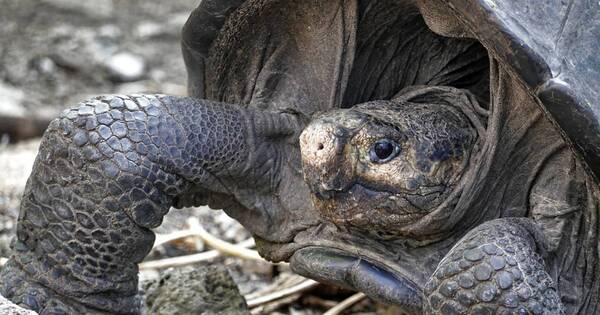 La Nación / Galápagos tiene una nueva especie de tortugas gigantes, según estudio de ADN