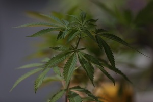 Costa Rica apunta a la millonaria industria del cáñamo y cannabis medicinal - MarketData