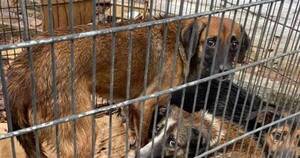 La Nación / Allanan casa y rescatan 13 perros abandonados