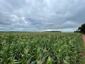 Buscan la recuperación tras la peor zafra de la agricultura mecanizada - Nacionales - ABC Color