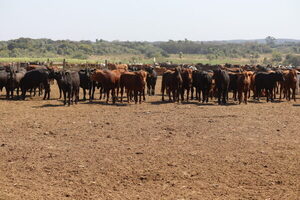 Exportación de ganado en pie a Brasil retoma fuerza ante los cambios en el mercado