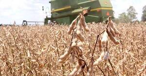 La Nación / Prevén solo 5,3 millones de toneladas de soja local