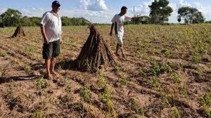 Estafa con créditos en CAH acorrala a campesinos con grandes deudas