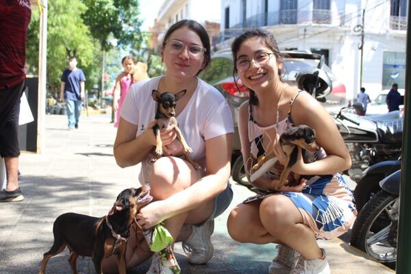 Se viene otra jornada solidaria con mascotas - El Independiente