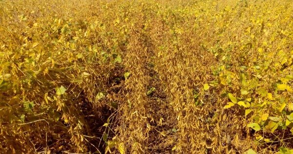 Sequía impacta en toda la cadena productiva de soja - 1000 Noticias