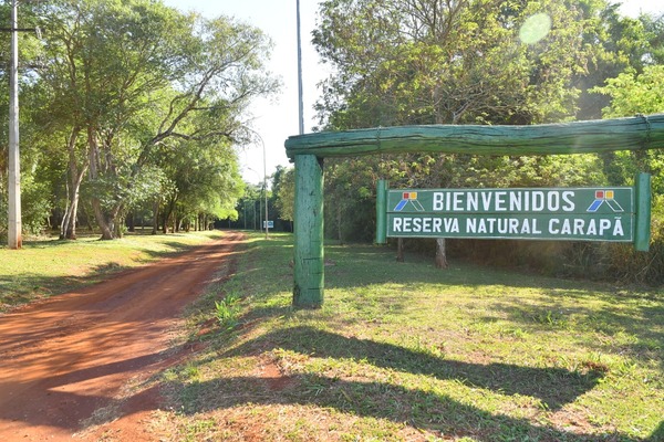 Reserva Natural Carapã registra cerca de 500 especies de flora y fauna del país - .::Agencia IP::.