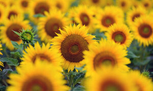 Alertan de que Europa podría quedarse sin aceite de girasol debido a la actual situación en Ucrania