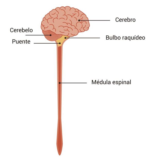 Neurociencias (5) - Escolar - ABC Color