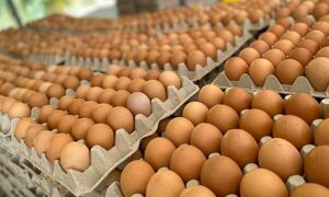 Productor de huevo: “El contrabando nos fundió y nos obligó a cerrar”