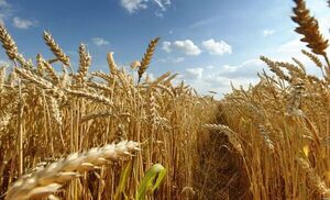Por temores a escasez, Rusia limita exportaciones de azúcar y cereales  - Mundo - ABC Color