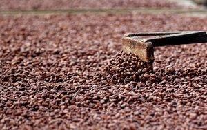 El cacao, de materia prima a agente de conservación forestal en Ecuador - MarketData