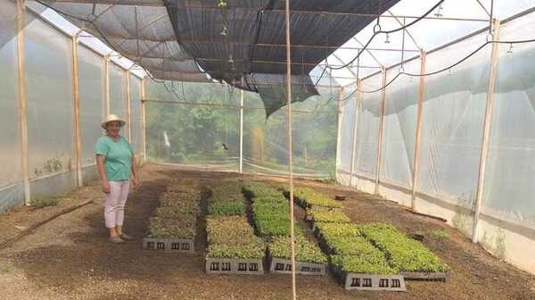 Vivero Forestal es un rentable negocio en el departamento de Cordillera