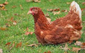 Crónica / Juicio oral: exigen condena para abusador de la gallina "Cococha"