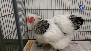Causa de presunto abuso a una gallina llega por primera vez a juicio