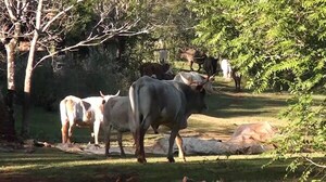 Hasta el 25 de marzo rige primer periodo de vacunación contra la fiebre aftosa y la brucelosis