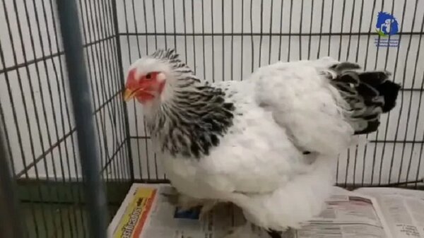 ¡Histórico! Llevan a juicio oral causa de supuesto abuso a una gallina | Noticias Paraguay