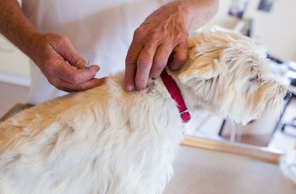 Mascotas: la importancia de las vacunas - Mascotas - ABC Color