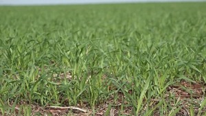 AREA DE SIEMBRA DE TRIGO SE CONTRAE PESE A SUBA DE LA COTIZACIÓN DEL CEREAL - Itapúa Noticias