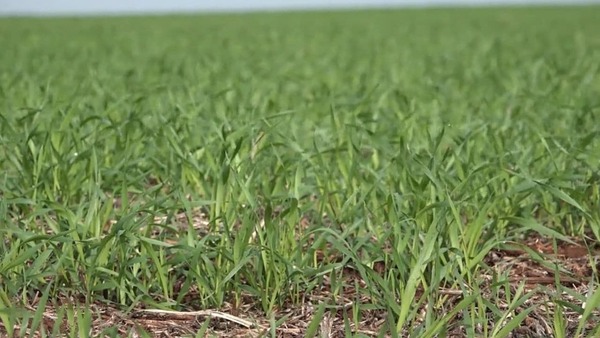 AREA DE SIEMBRA DE TRIGO SE CONTRAE PESE A SUBA DE LA COTIZACIÓN DEL CEREAL - Itapúa Noticias