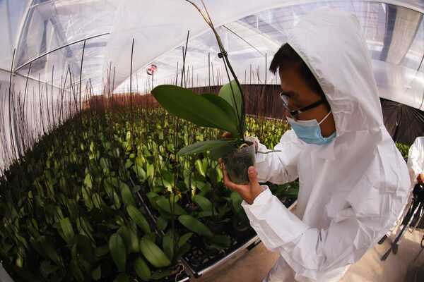 Diario HOY | Invernadero para producción de orquídeas se habilita en Capiatá