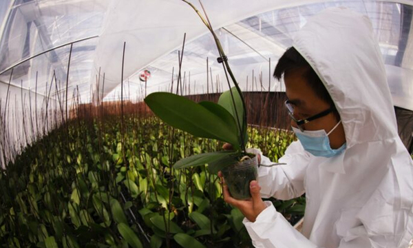 Se habilita invernadero para producción de orquídeas en Capiatá - OviedoPress