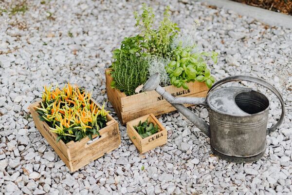 Empezá tu huerta en casa: no necesitas un gran espacio